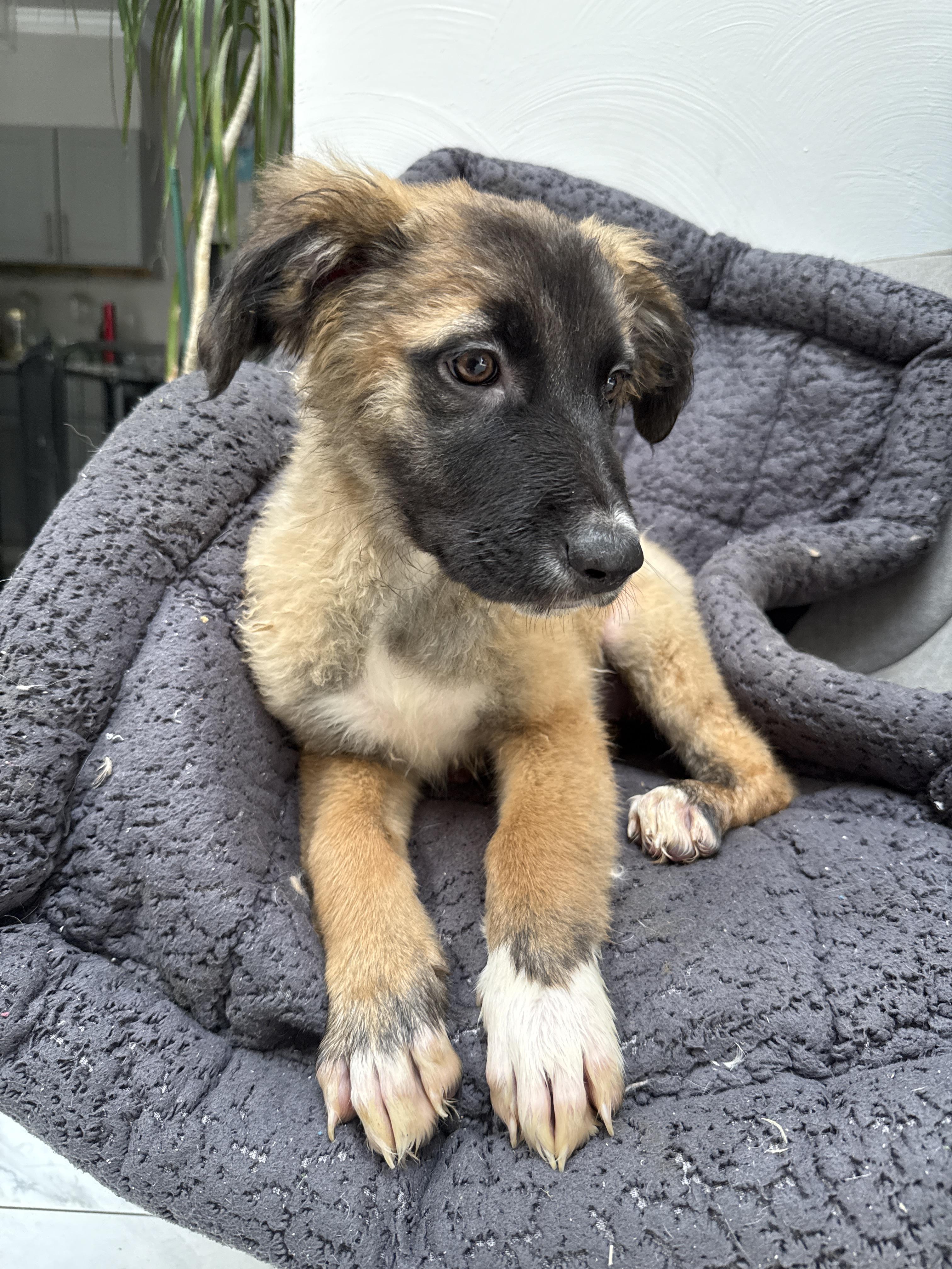Enlarge Roo, a Adoptable mixed breed in Bellflower, CA image 2/4