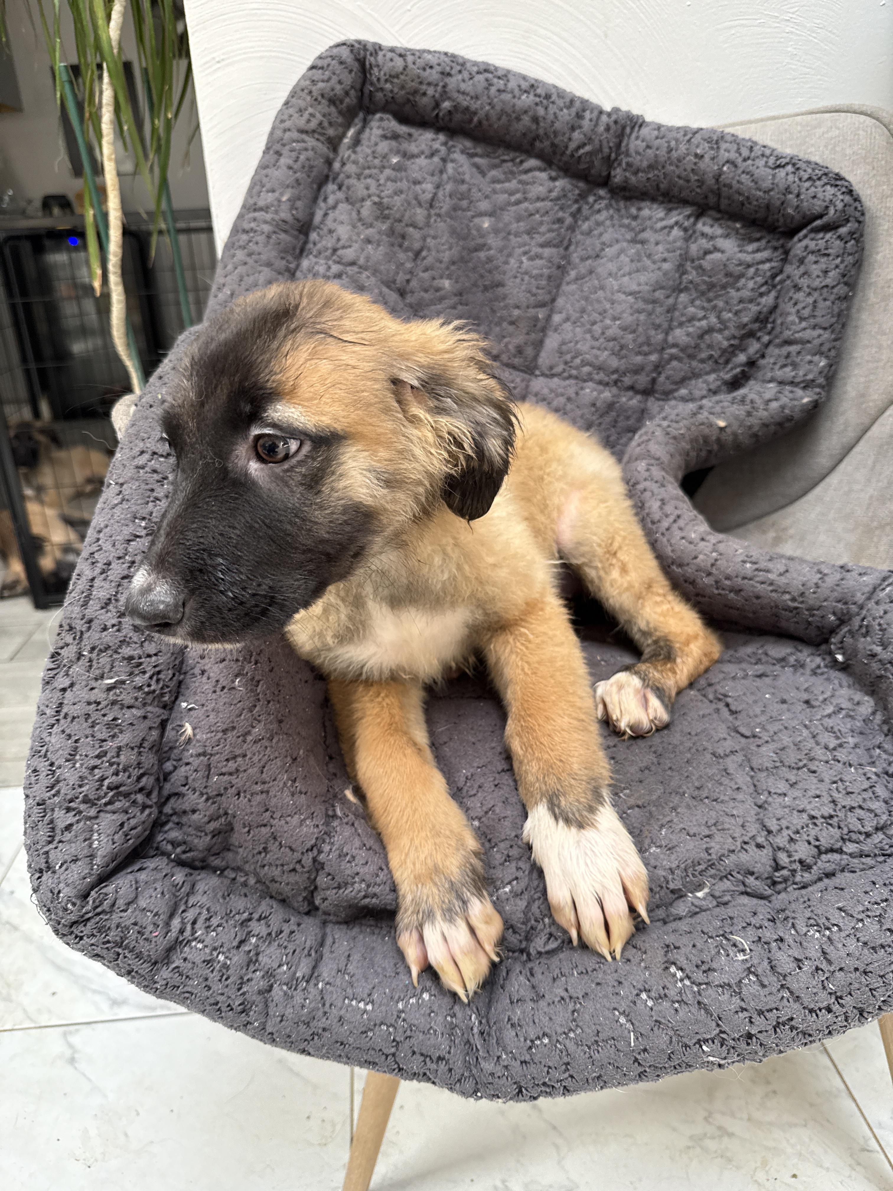 Enlarge Roo, a Adoptable mixed breed in Bellflower, CA image 3/4