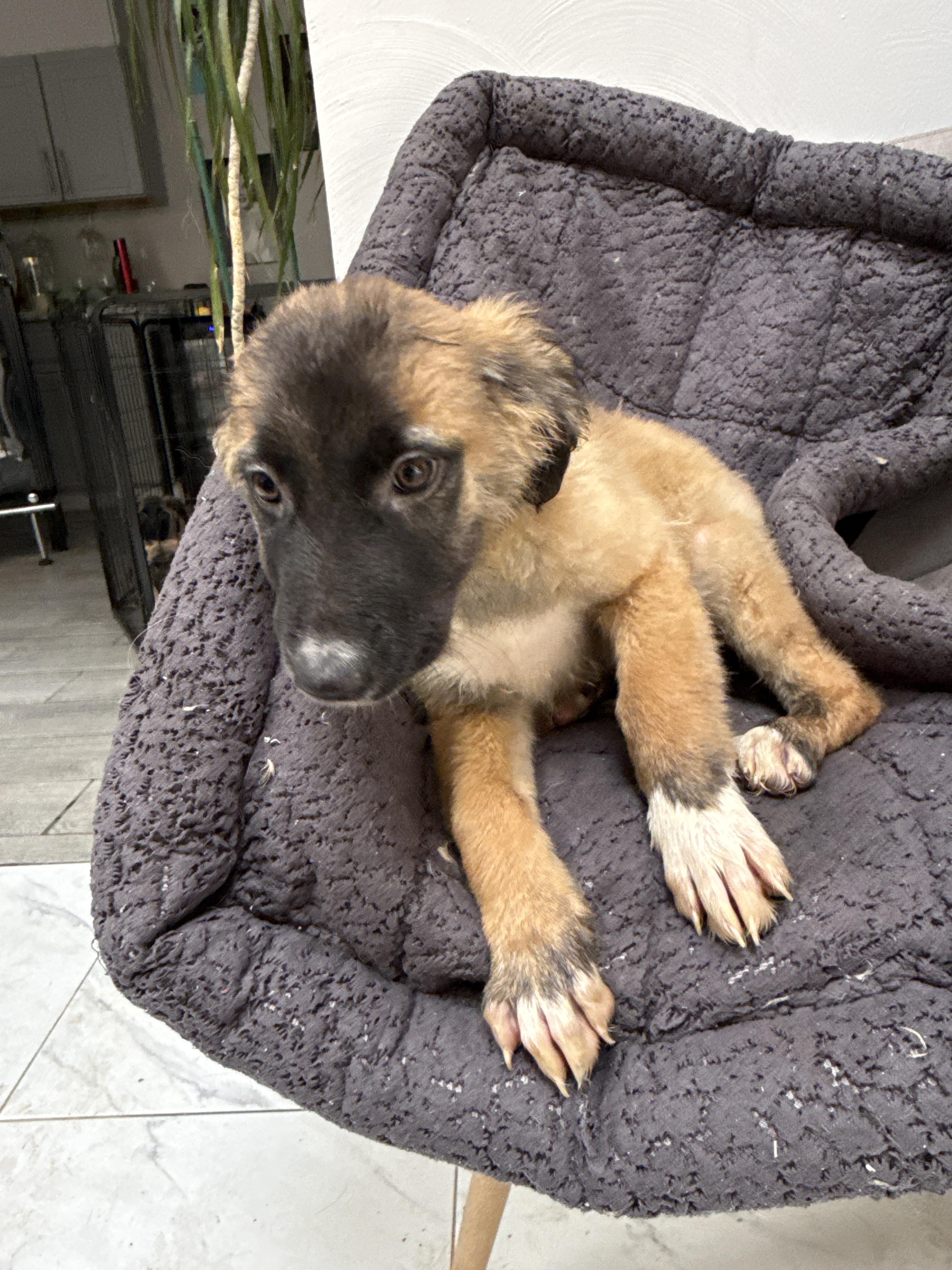 Enlarge Roo, a Adoptable mixed breed in Bellflower, CA image 4/4