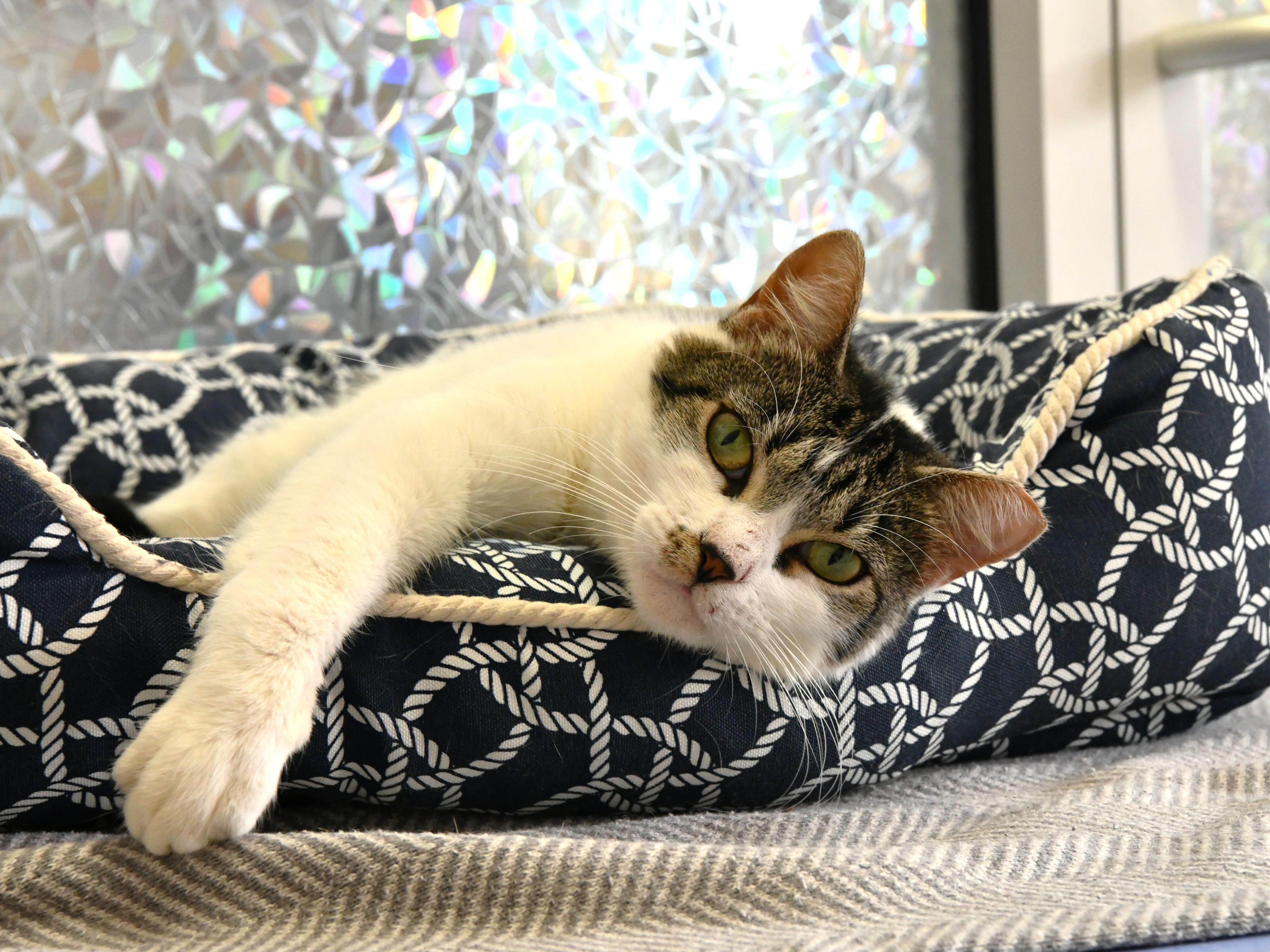 Kiki, ADOPTABLE, Adult Male Domestic Short Hair.