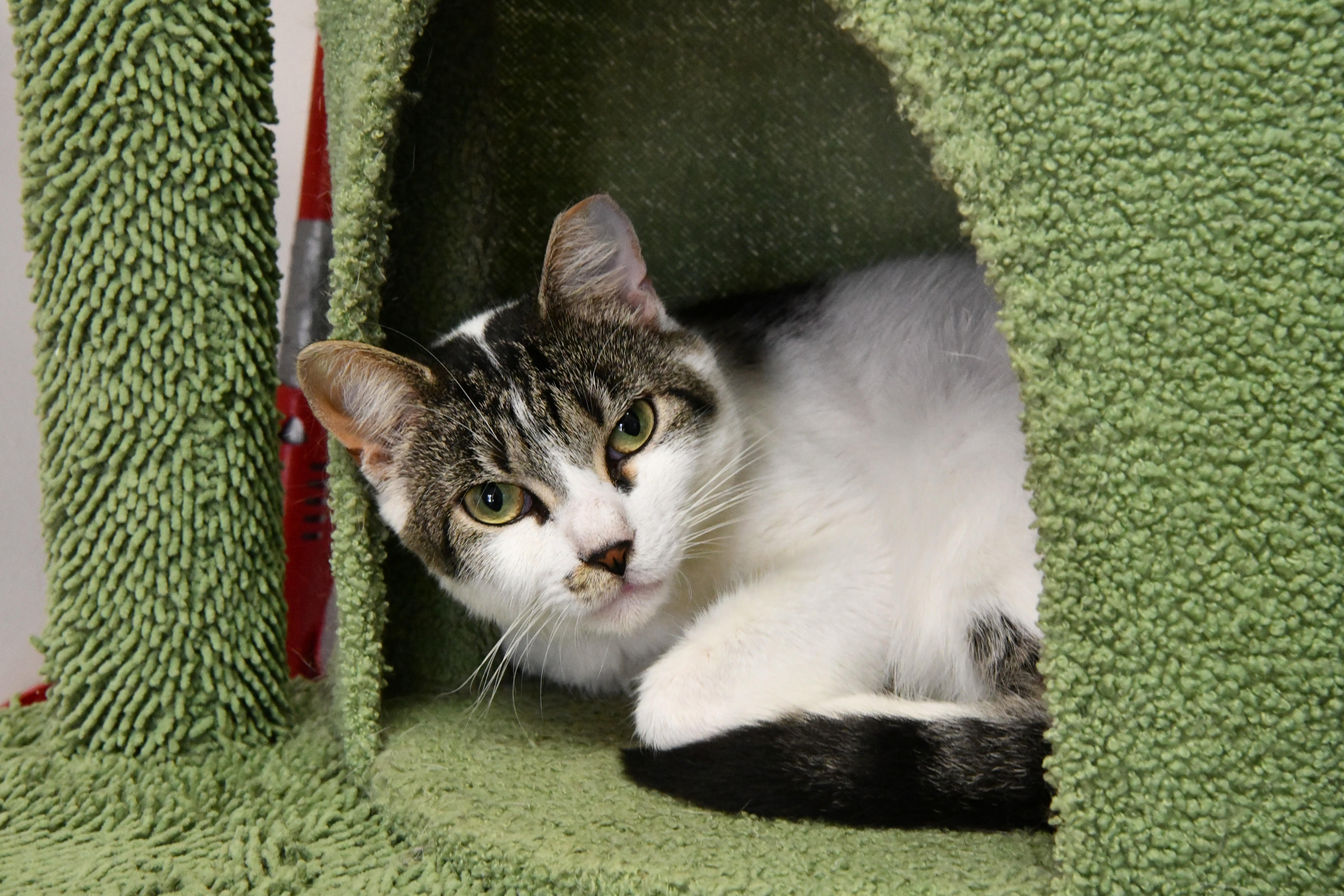 Kiki, a ADOPTABLE Domestic Short Hair in Fairhope, AL image 2/2