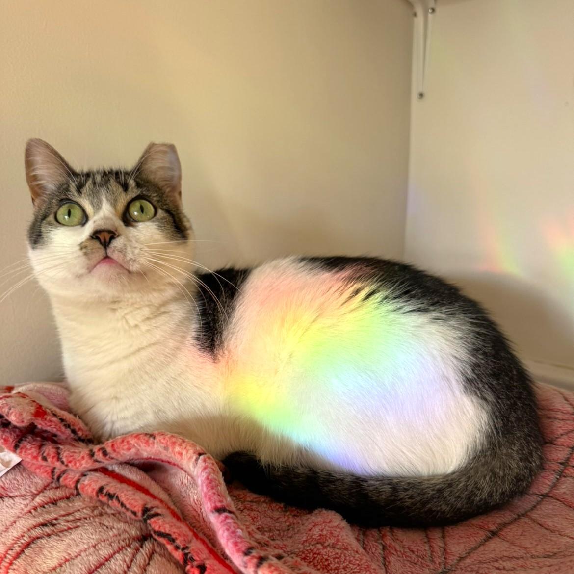 Enlarge Kiki, a Adoptable Domestic Short Hair in Fairhope, AL image 1/3