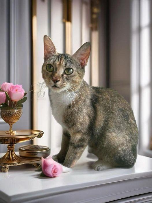 Enlarge Mallory, a Adopted mixed breed in Shelbyville, KY image 1/1