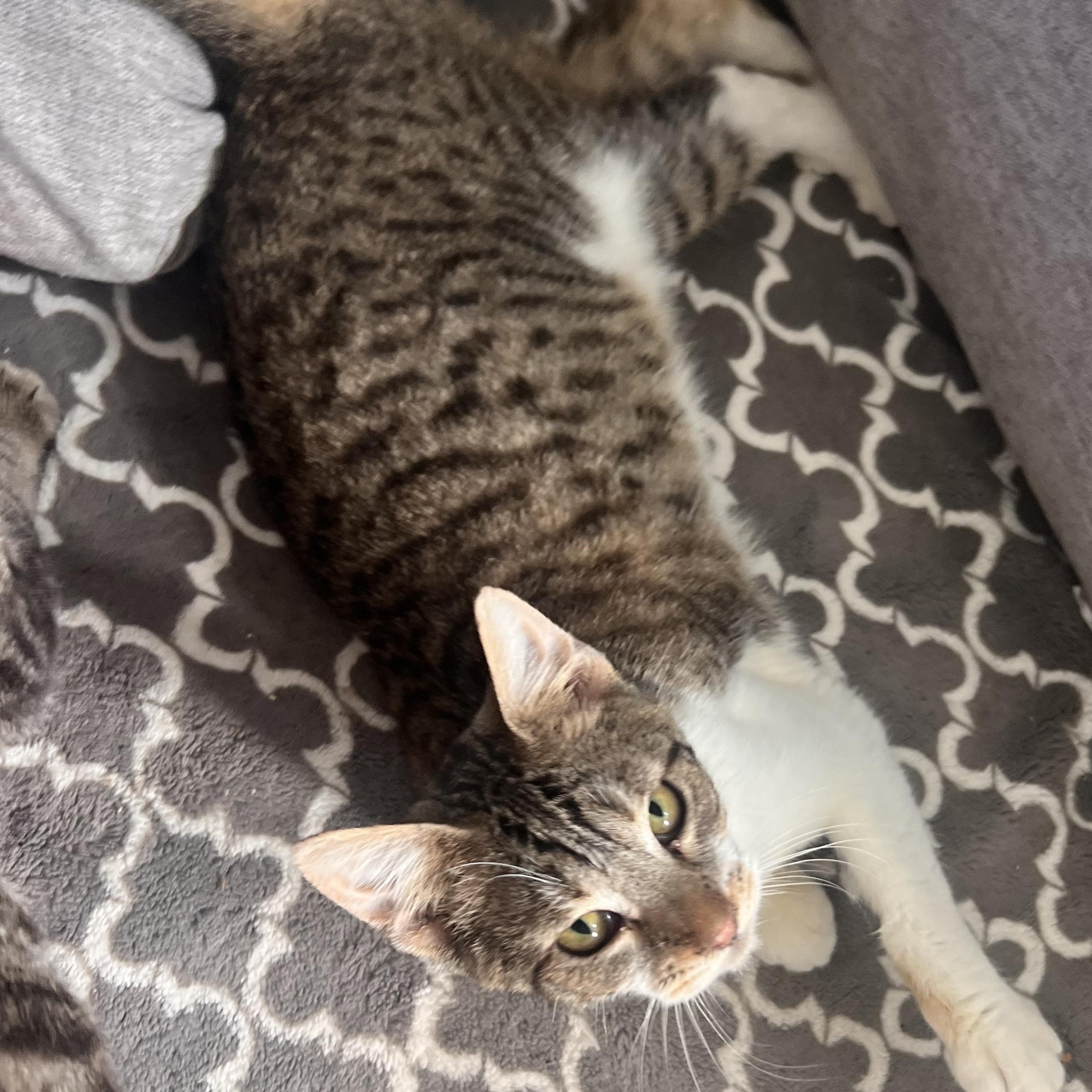 Thomas, Adoptable, Young Male Domestic Short Hair & Tabby.