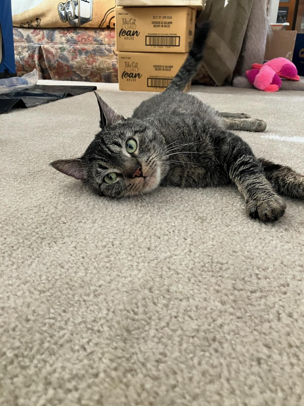 Patrick, ADOPTABLE, Young Male Domestic Short Hair & Abyssinian.