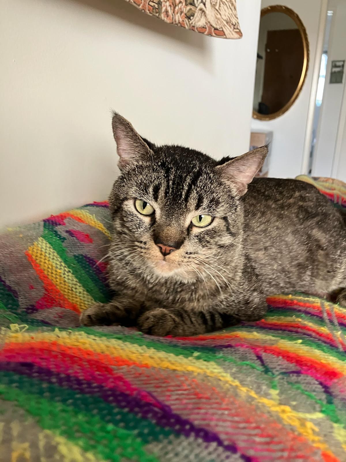 Enlarge Patrick, a ADOPTABLE mixed breed in Mission Hills, CA image 5/5