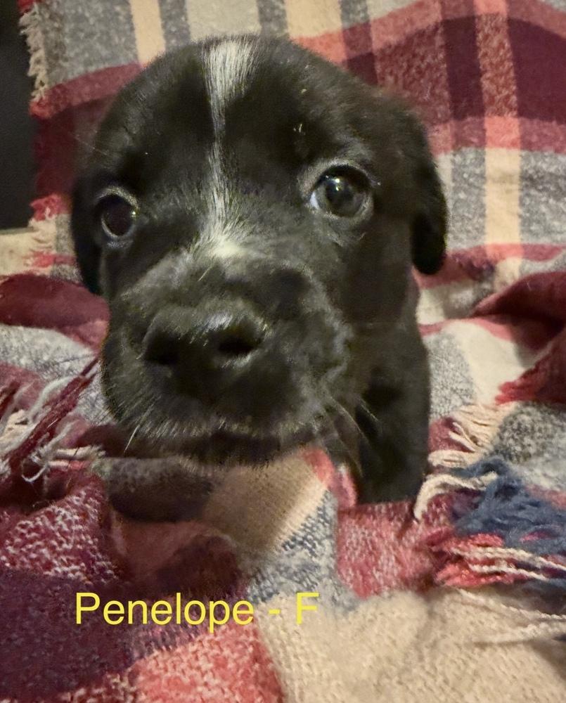 Penelope, Adoptable, Puppy Female Mixed Breed.