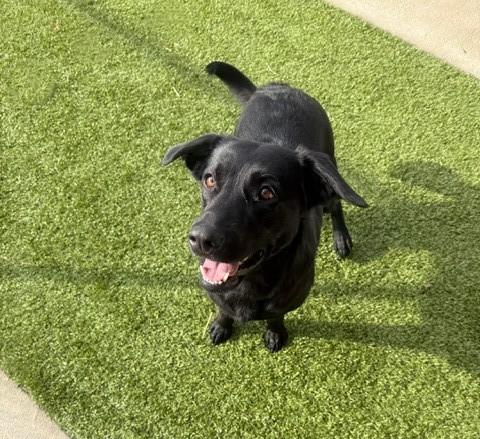 Louise, Adoptable, Adult Female Black Labrador Retriever.
