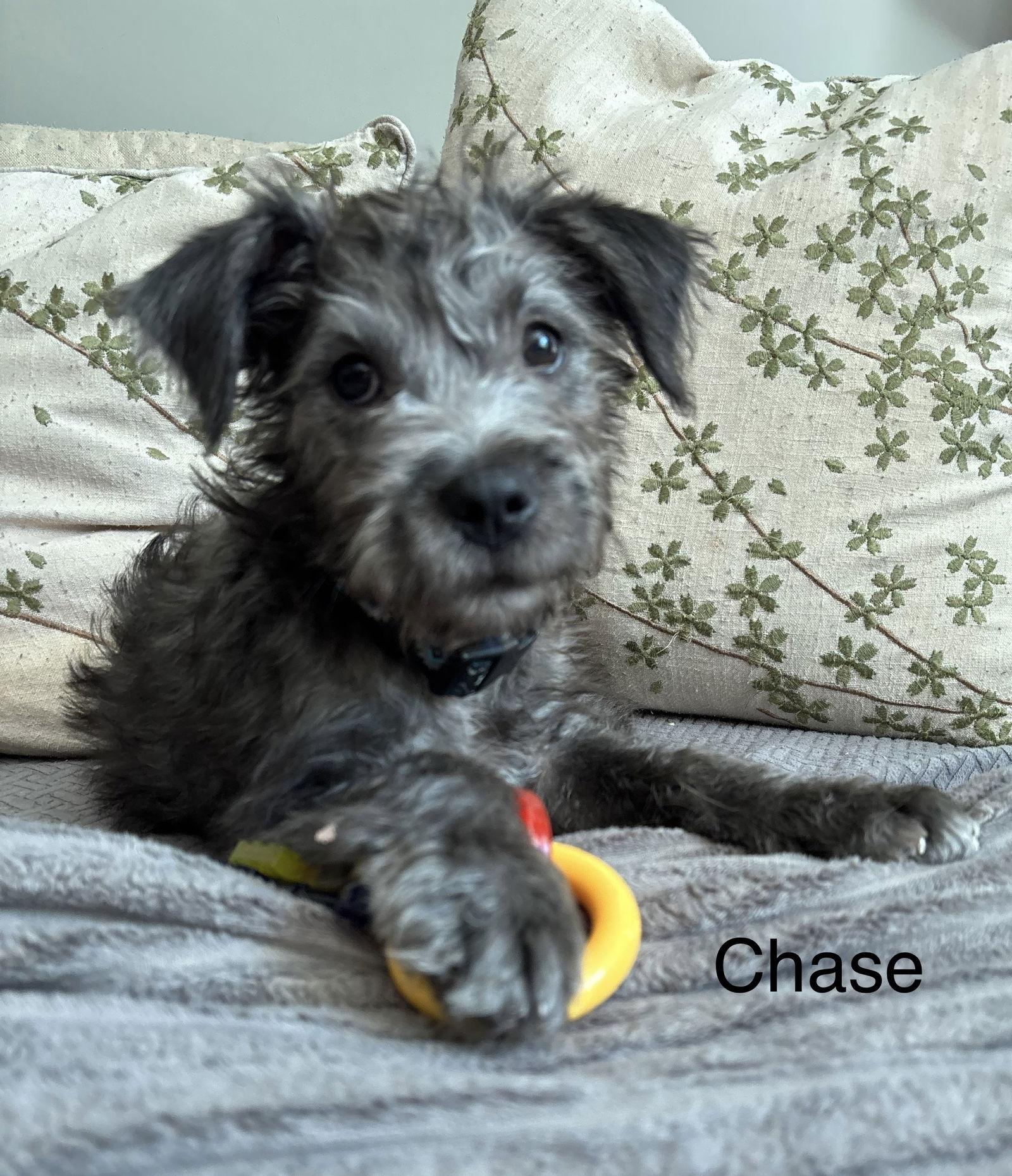 Enlarge Chase, a Adopted mixed breed in Spring City, PA image 1/1