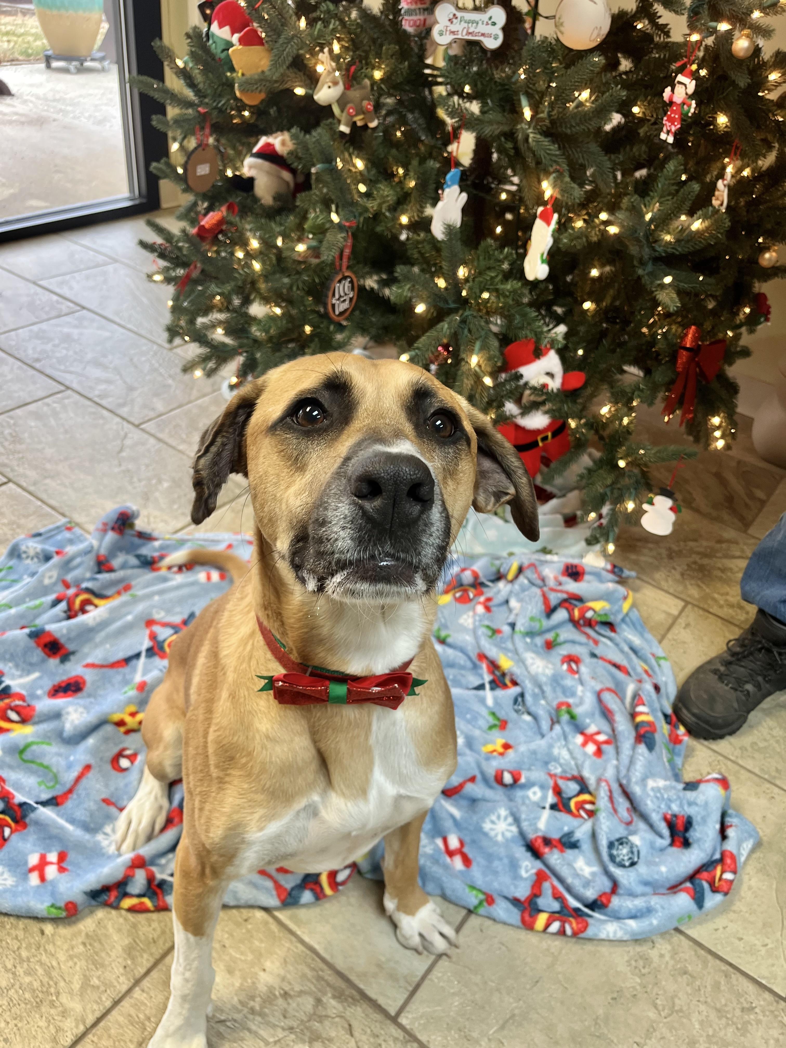 Briar, Adoptable, Adult Male American Staffordshire Terrier & Boxer.