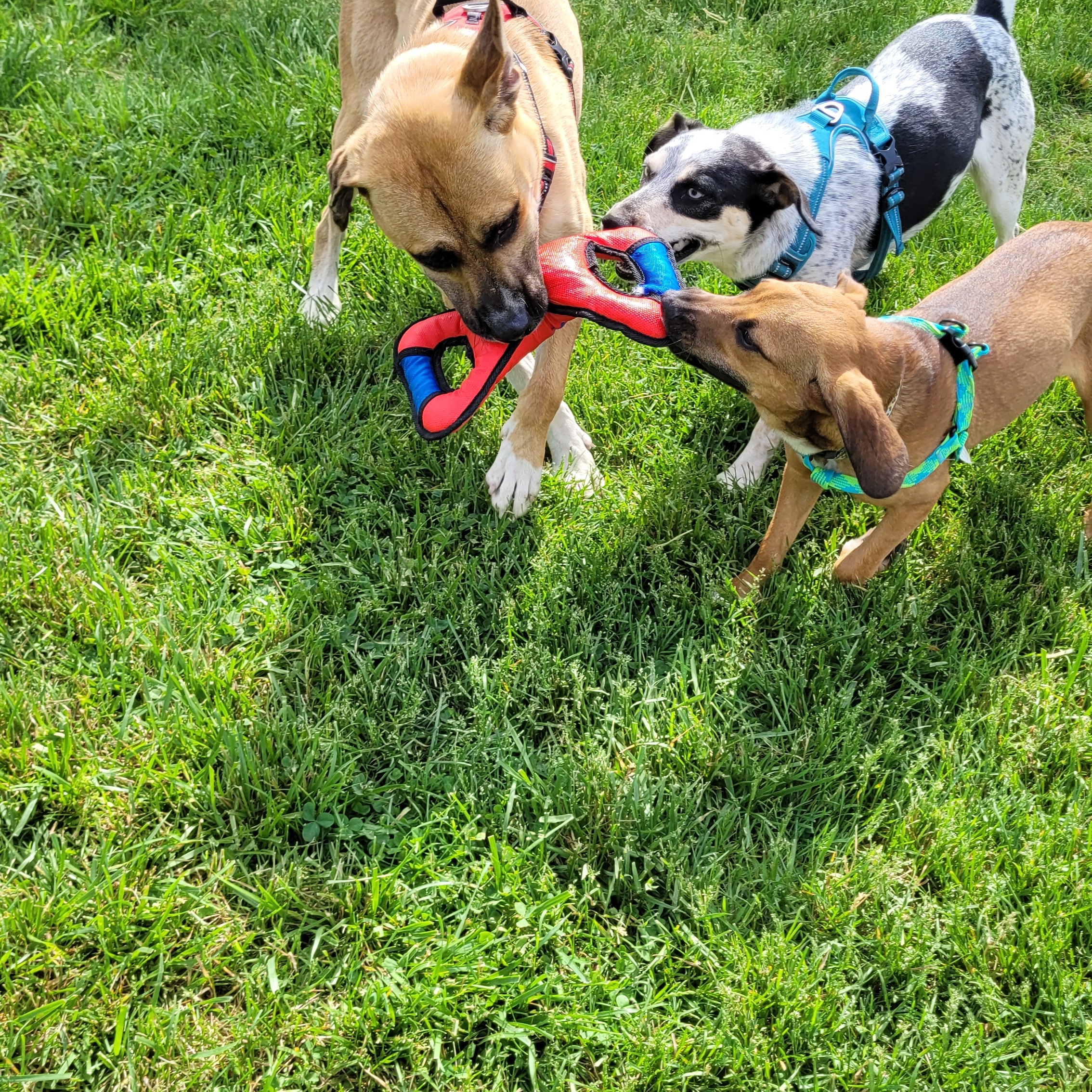 Enlarge Briar, a Adoptable mixed breed in Fairfax, VA image 3/4