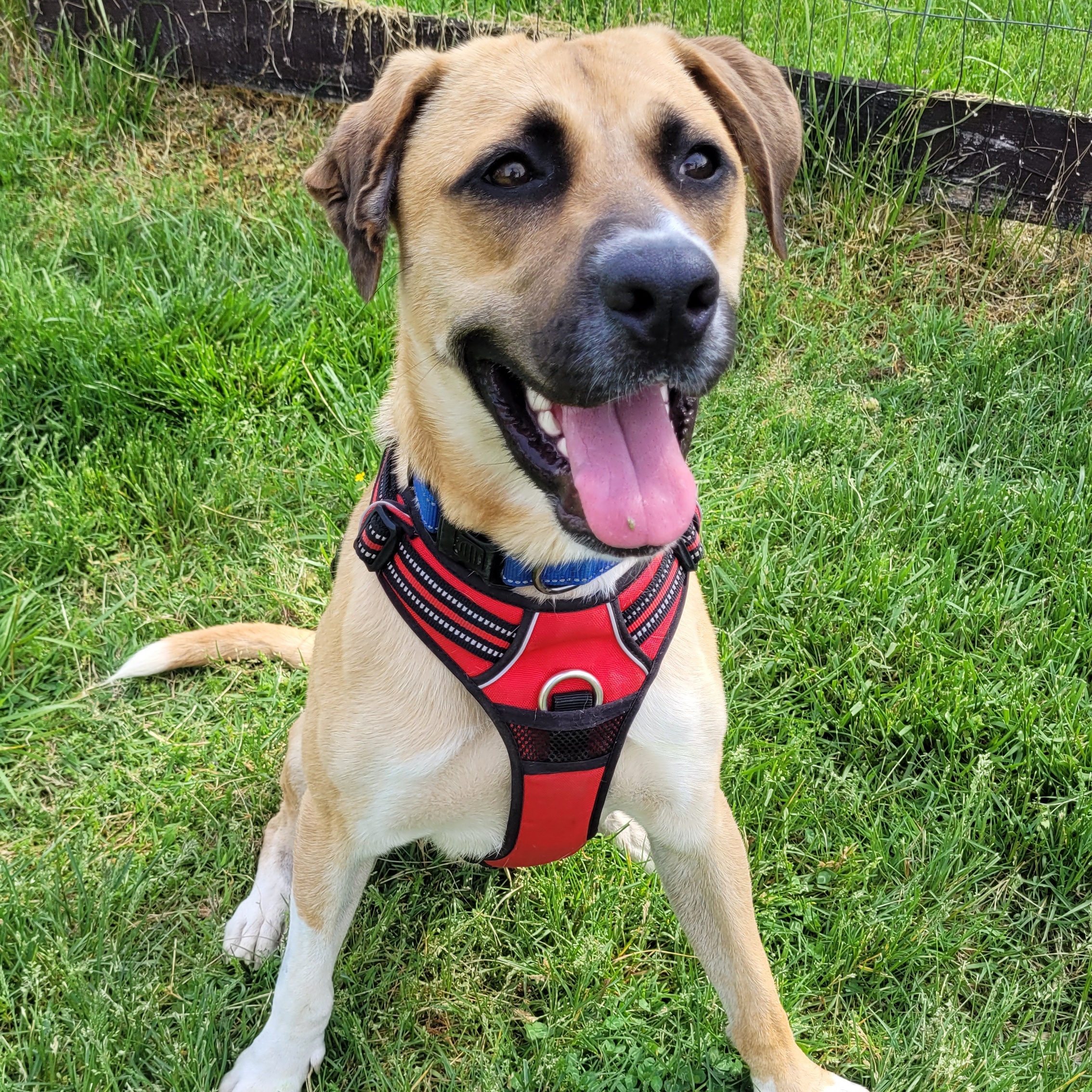 Briar, Adoptable, Young Male American Staffordshire Terrier & Boxer.