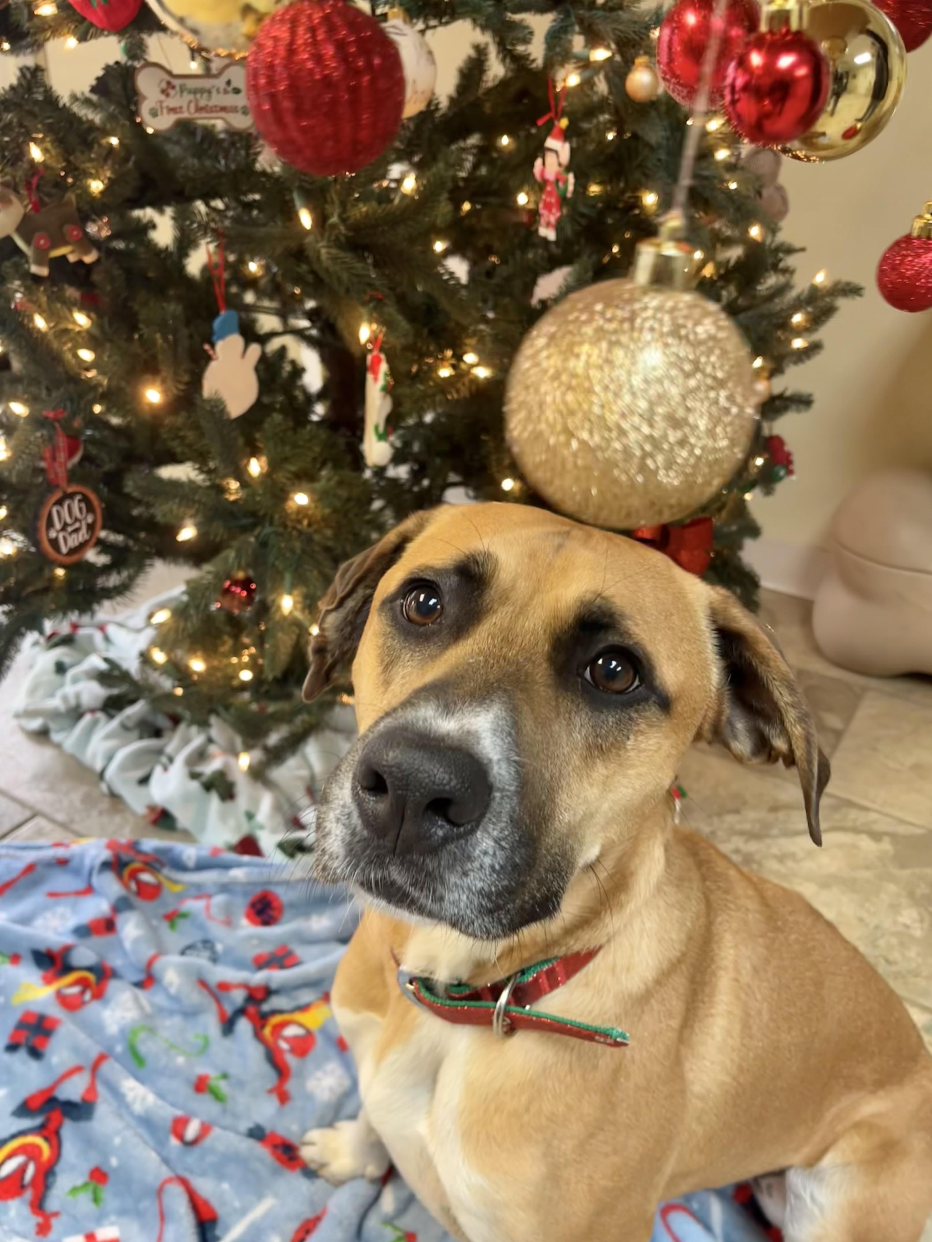 Enlarge Briar, a Adoptable mixed breed in Fairfax, VA image 2/3