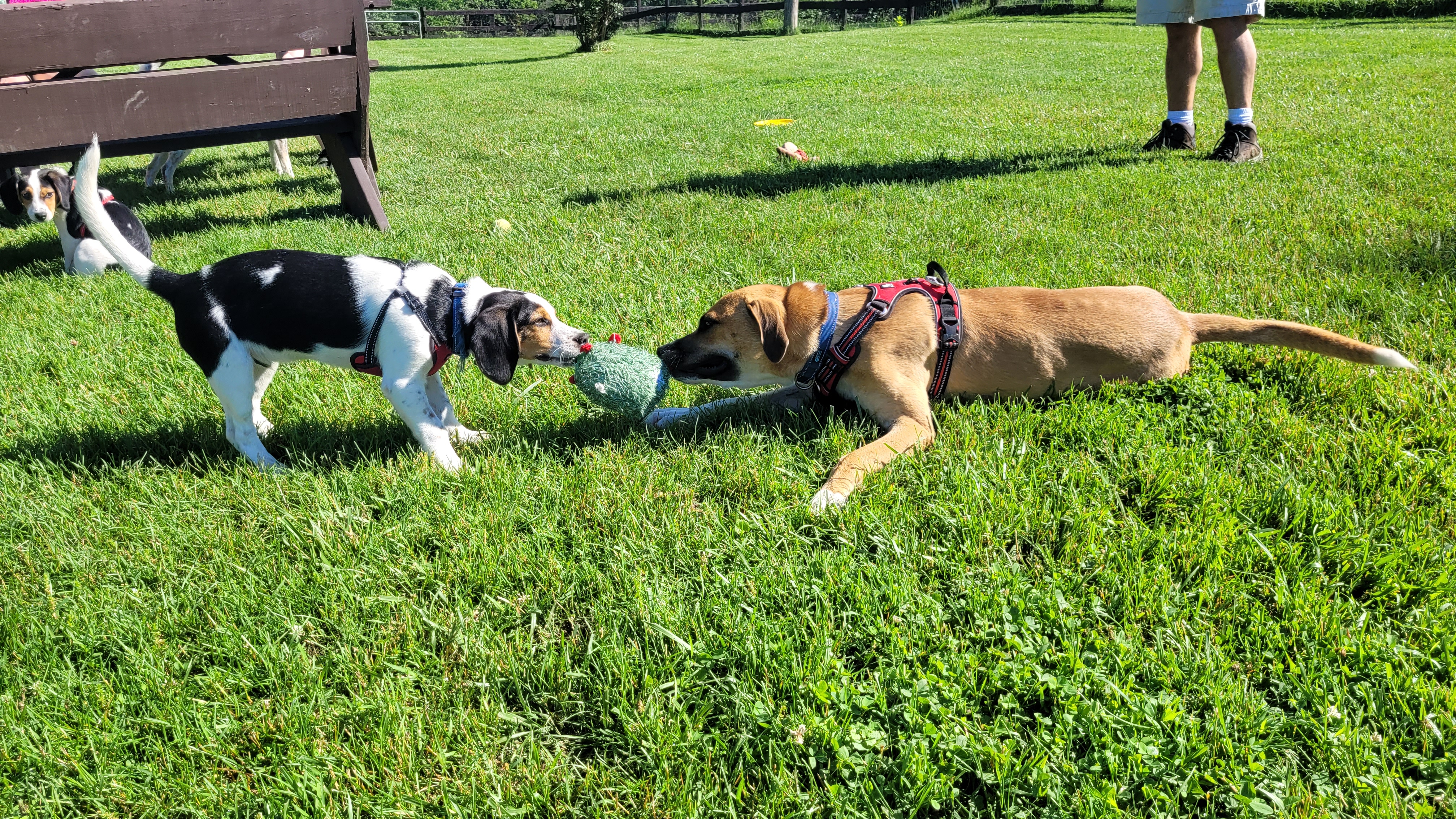 Enlarge Briar, a Adoptable mixed breed in Fairfax, VA image 4/4