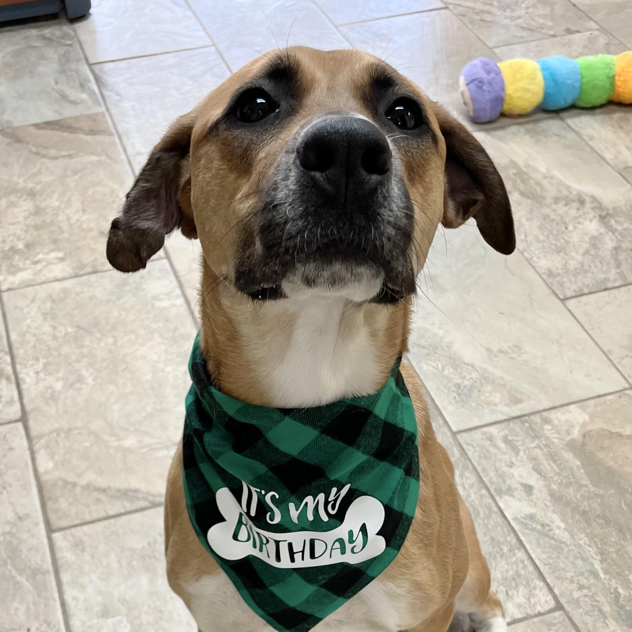 Briar, Adoptable, Adult Male Mixed Breed & Boxer.