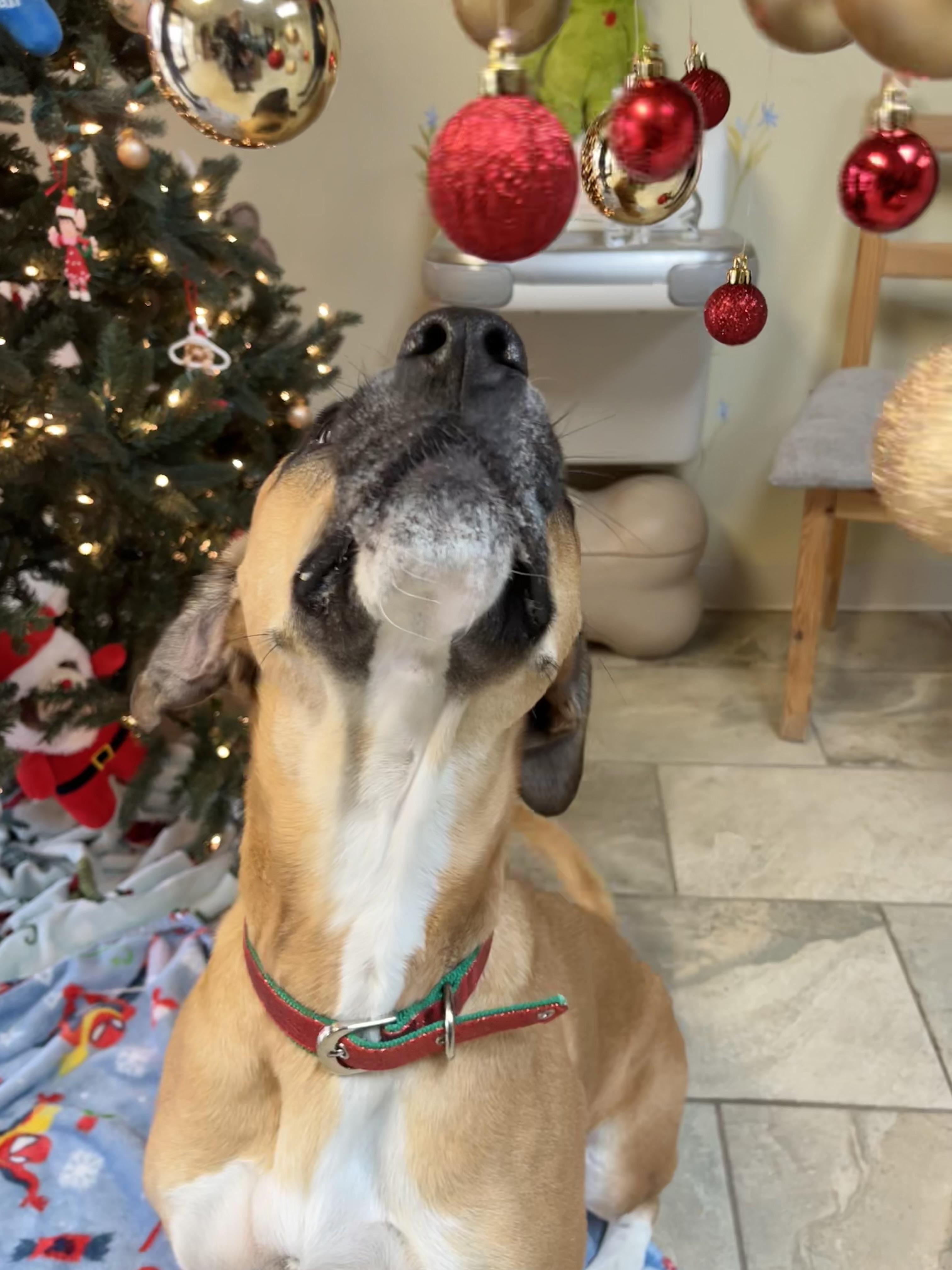 Enlarge Briar, a Adoptable mixed breed in Fairfax, VA image 3/3