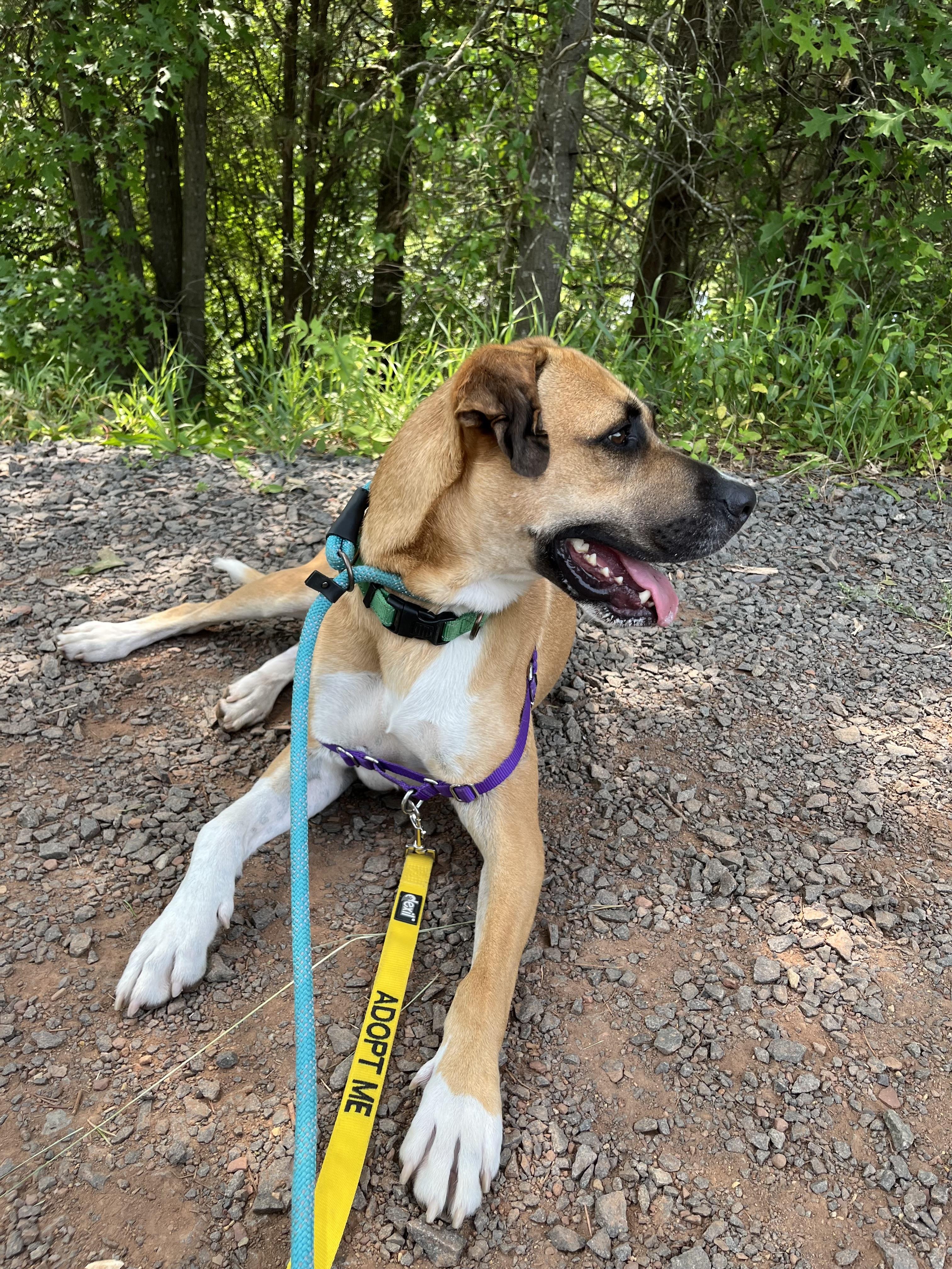 Enlarge Briar, a Adoptable mixed breed in Fairfax, VA image 5/6