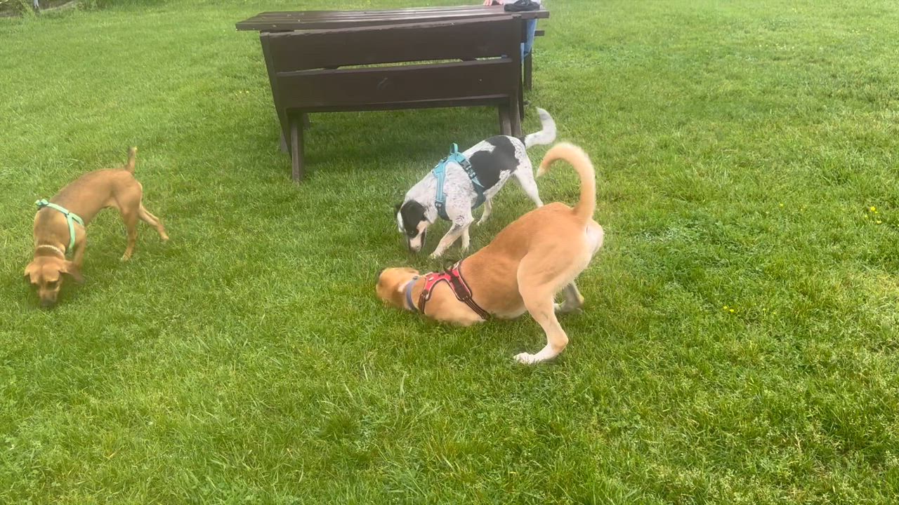 Enlarge Briar, a Adoptable mixed breed in Fairfax, VA video 2/4