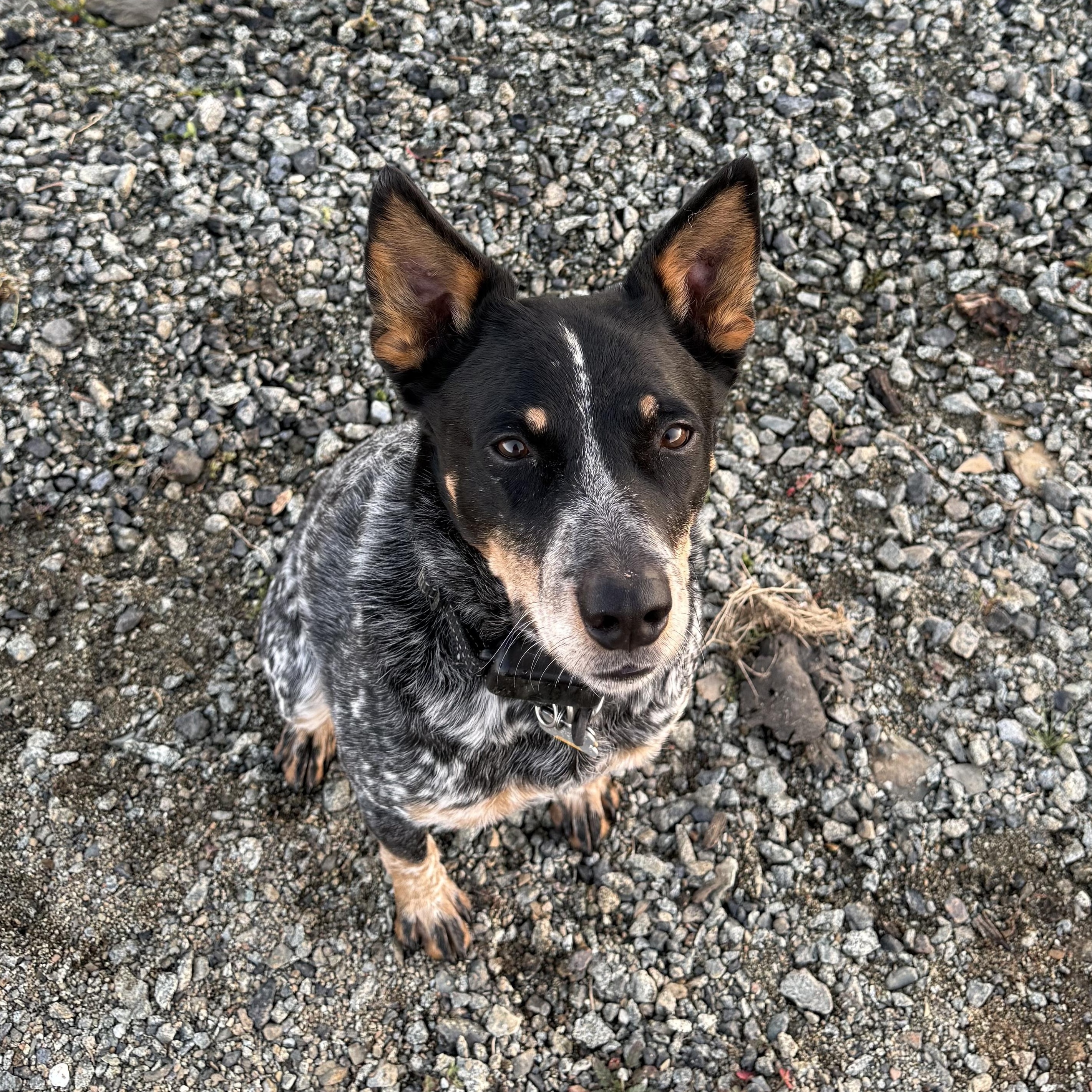 Tyler, adopted, Adult Male Australian Cattle Dog / Blue Heeler.