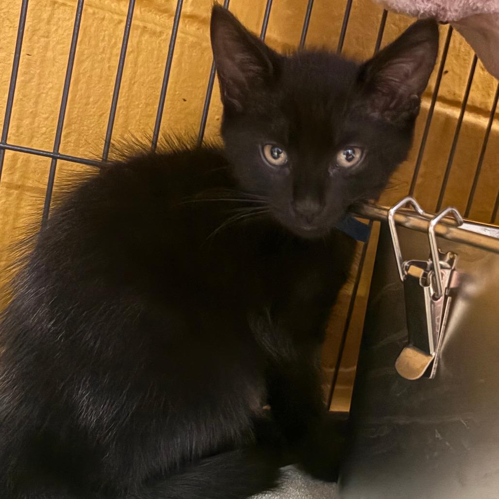 Jamba, Adoptable, Kitten Male Domestic Short Hair & Domestic Short Hair.