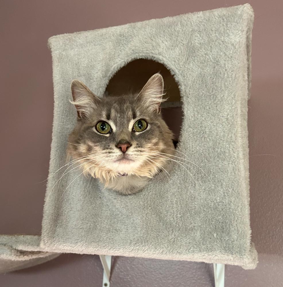 Mumford, Adult Male Domestic Long Hair