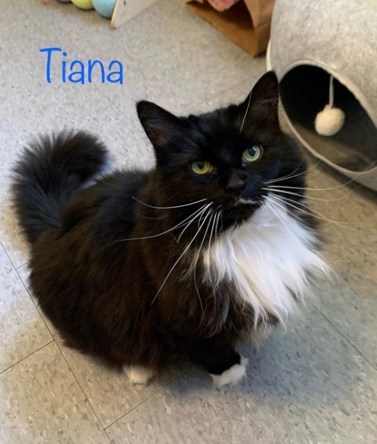 Tiana — thumbnail 4