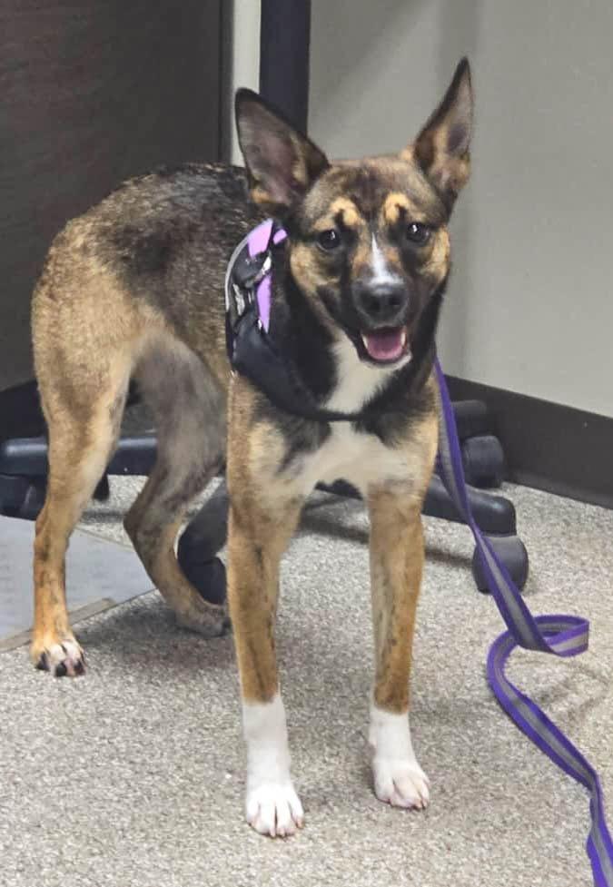 Enlarge Juno, a Adoptable mixed breed in Spooner, WI image 1/6