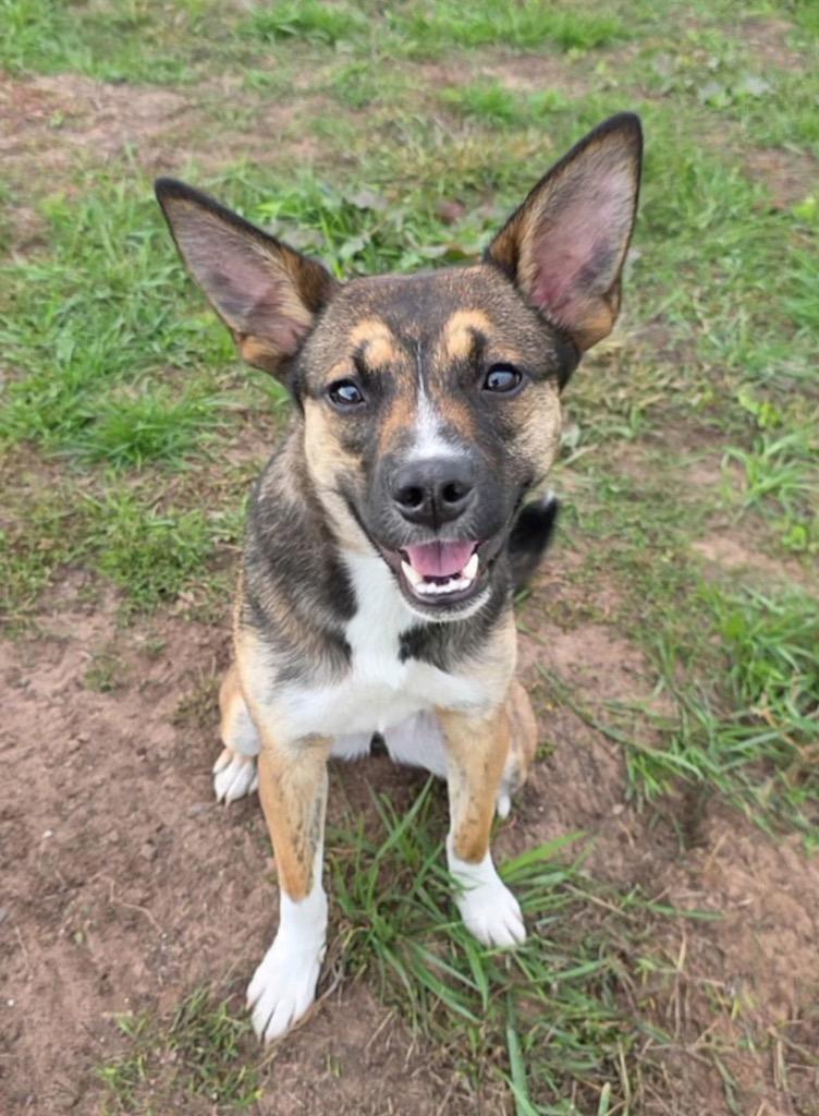 Enlarge Juno, a Adoptable mixed breed in Spooner, WI image 2/6