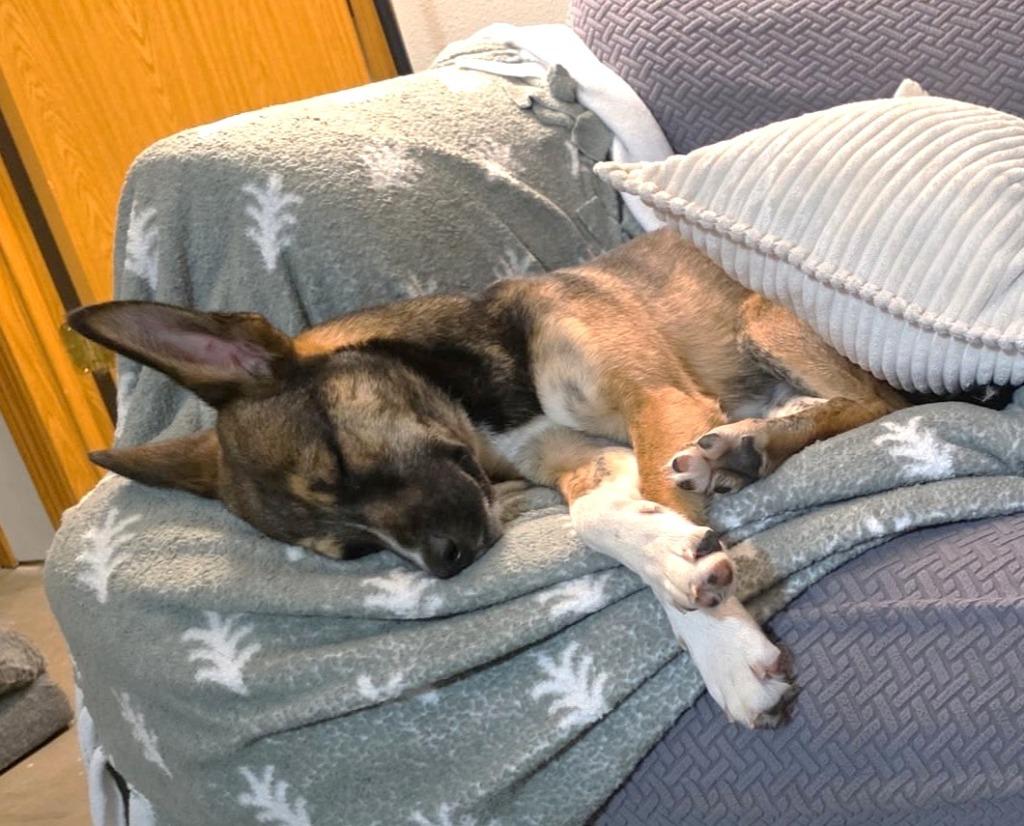 Enlarge Juno, a Adoptable mixed breed in Spooner, WI image 3/6