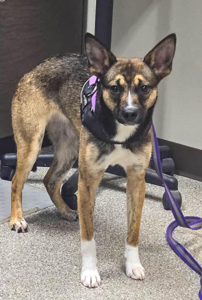 Enlarge Juno, a Adoptable mixed breed in Spooner, WI image 4/6