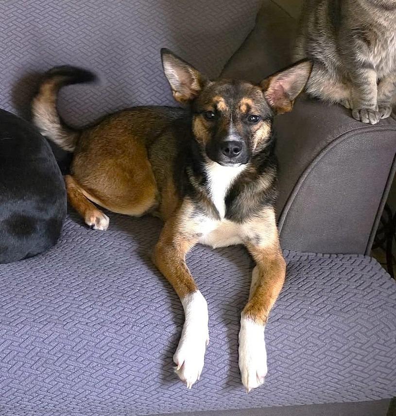 Enlarge Juno, a Adoptable mixed breed in Spooner, WI image 5/6