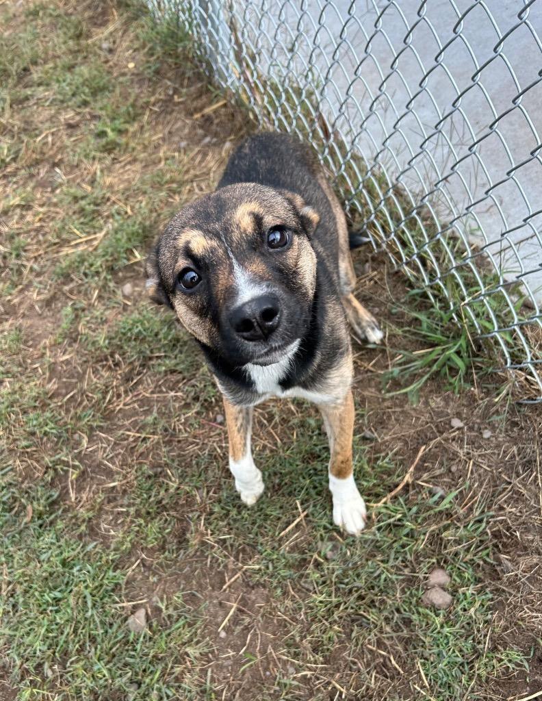 Enlarge Juno, a Adoptable mixed breed in Spooner, WI image 6/6