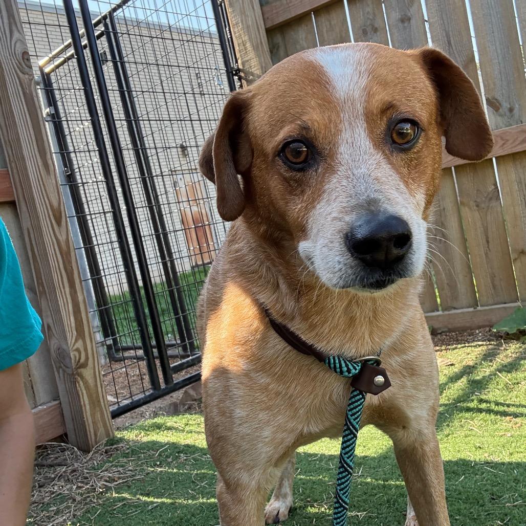 Enlarge Nicholas, a Adoptable Cattle Dog in St. Louis, MO image 1/2