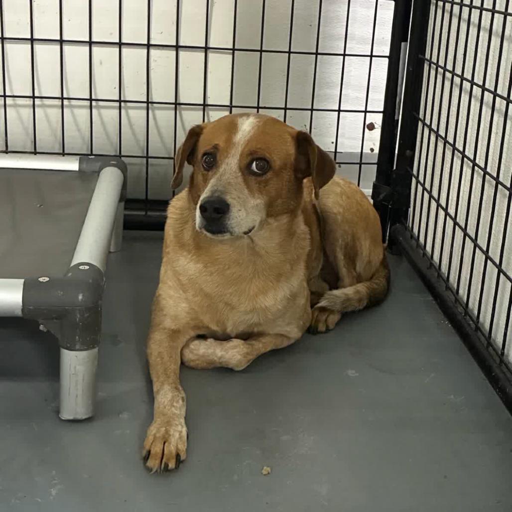 Enlarge Nicholas, a Adoptable Cattle Dog in St. Louis, MO image 2/2