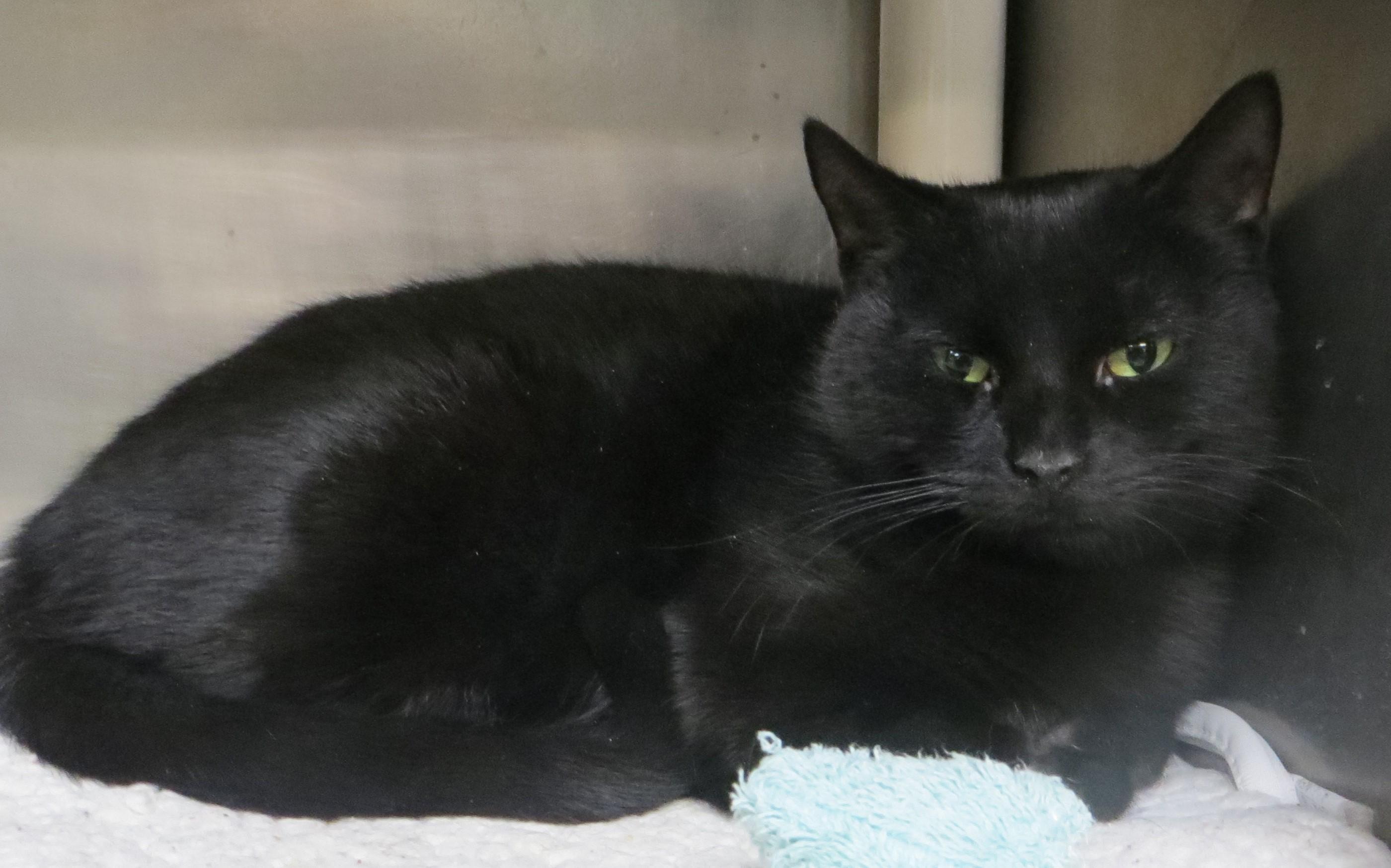 Enlarge Sapphire, a ADOPTABLE Domestic Short Hair in Brockton, MA image 2/3