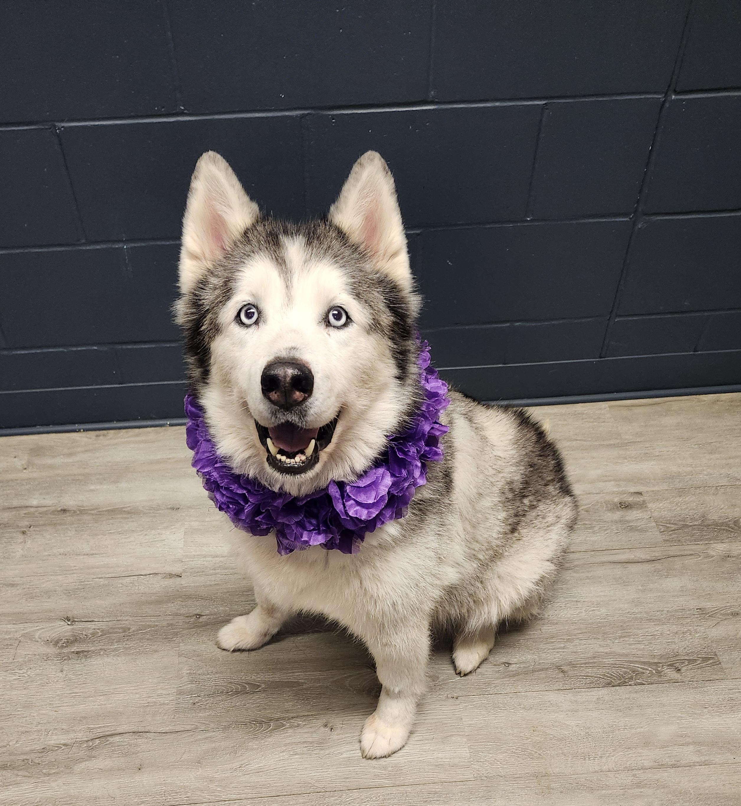 Alika, adopted, Adult Female Husky.