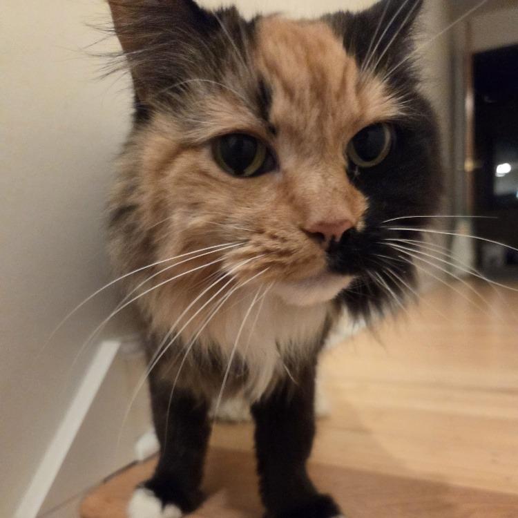 Enlarge Abby Cabby, a Adoptable Domestic Medium Hair in Baltimore, MD image 1/6