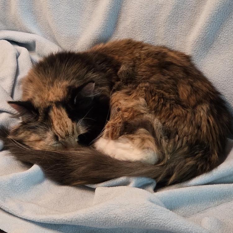 Enlarge Abby Cabby, a Adoptable Domestic Medium Hair in Baltimore, MD image 2/6