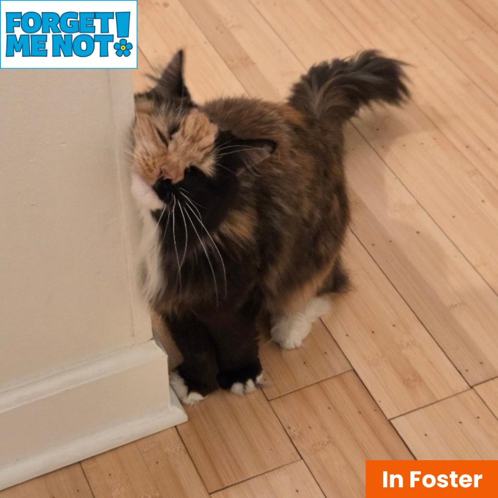 Enlarge Abby Cabby, a Adoptable Domestic Medium Hair in Baltimore, MD image 4/6