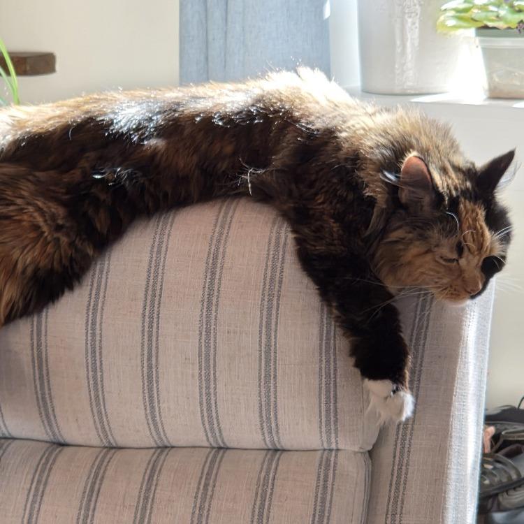 Enlarge Abby Cabby, a Adoptable Domestic Medium Hair in Baltimore, MD image 5/6