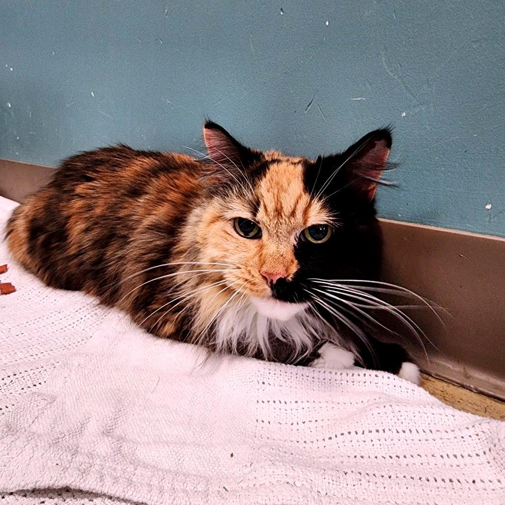 Enlarge Abby Cabby, a Adoptable Domestic Medium Hair in Baltimore, MD image 6/6