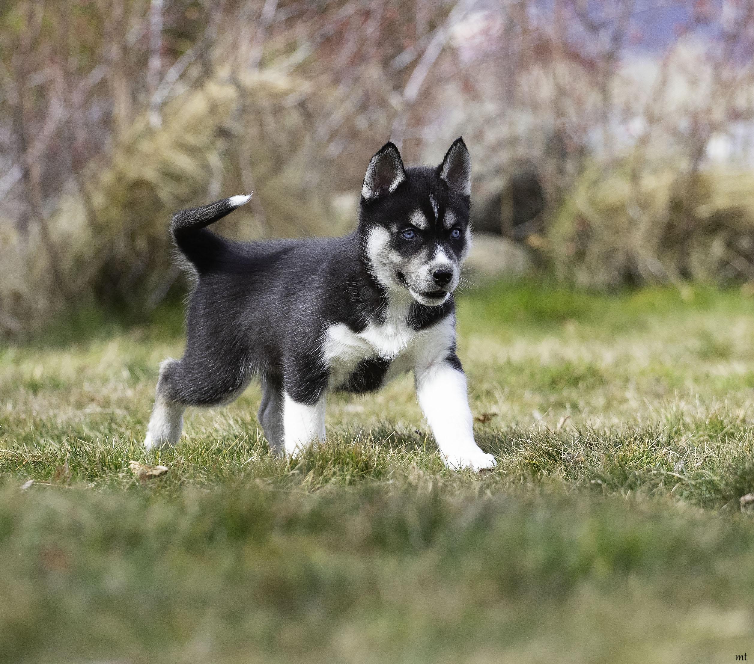 Enlarge Flint, a Adoptable Husky in Washoe Valley, NV image 2/4