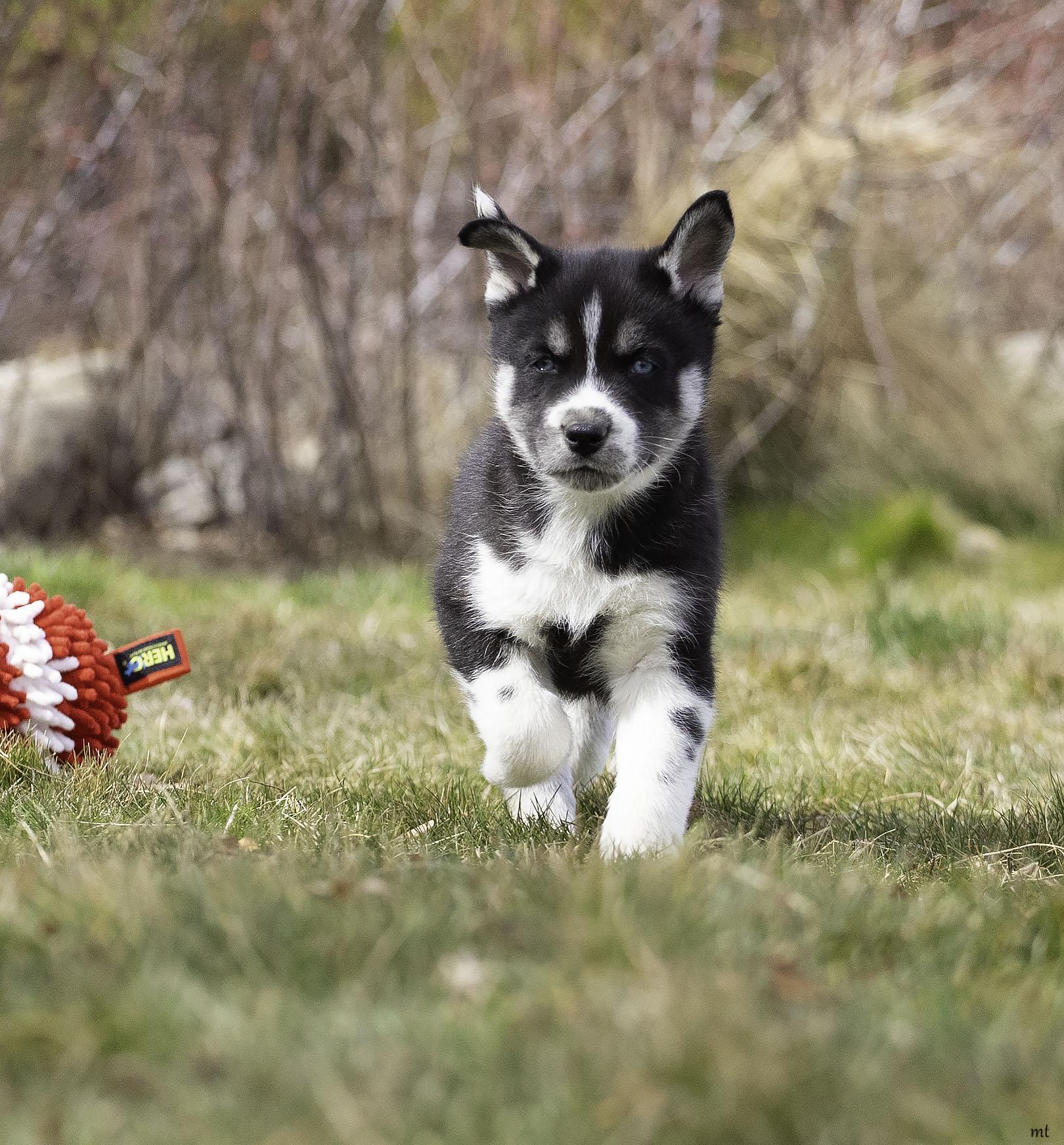Enlarge Flint, a Adoptable Husky in Washoe Valley, NV image 4/4