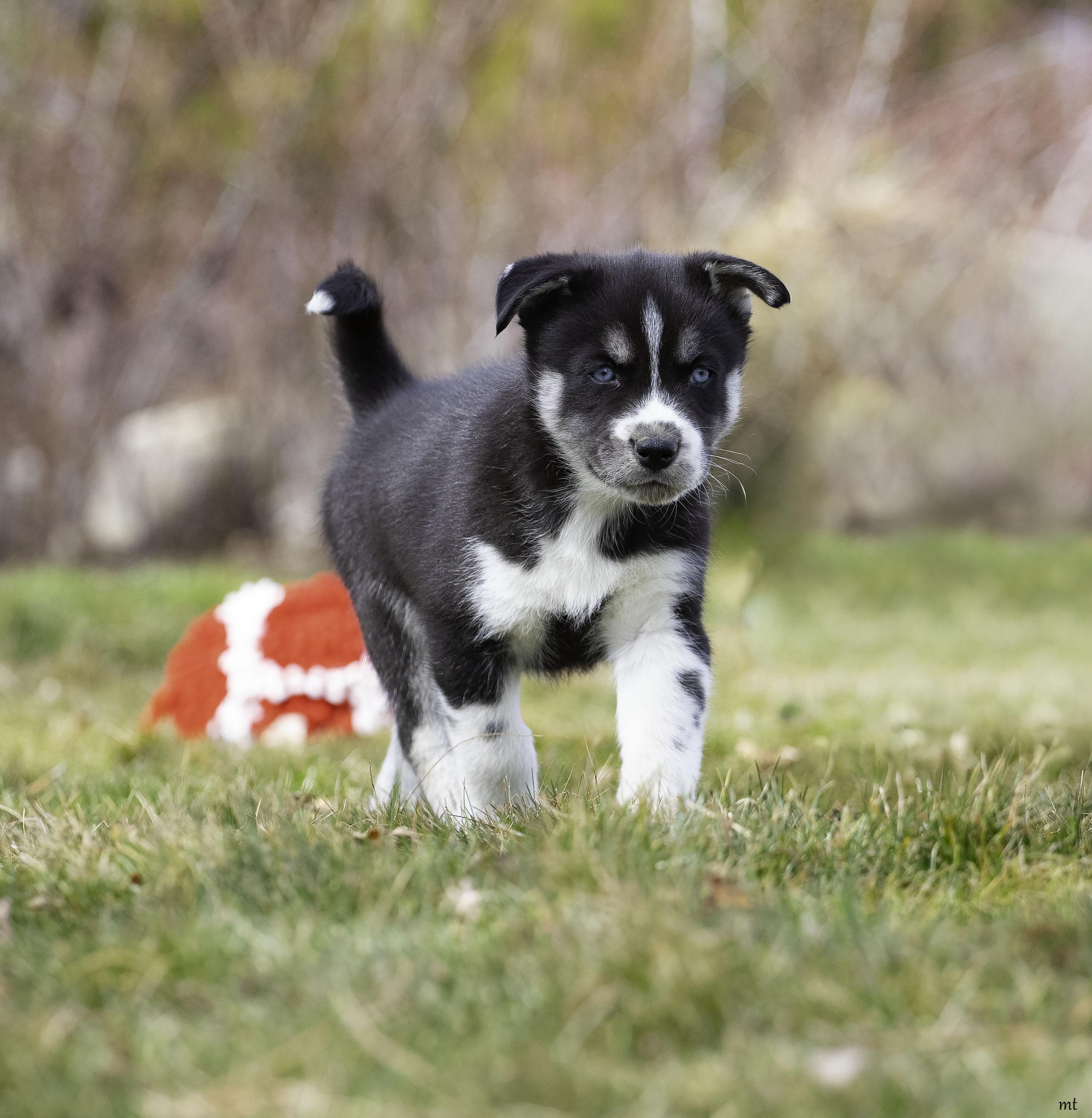 Enlarge Flint, a Adoptable Husky in Washoe Valley, NV image 3/4