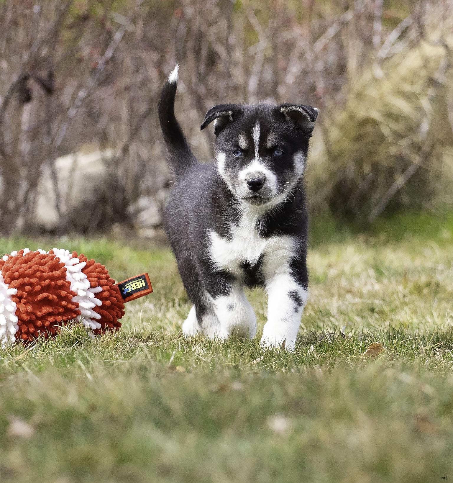 Flint, Adoptable, Puppy Male Husky.