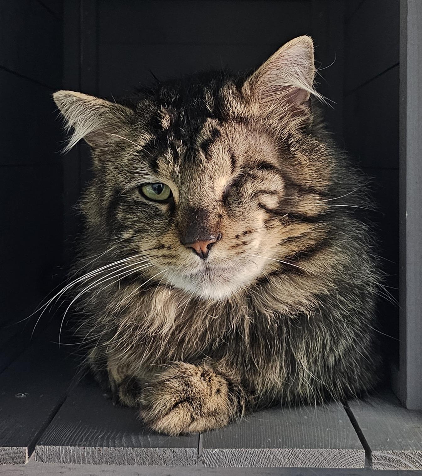 Timofee, an adopted Domestic Medium Hair in Toledo, OH image 1/3