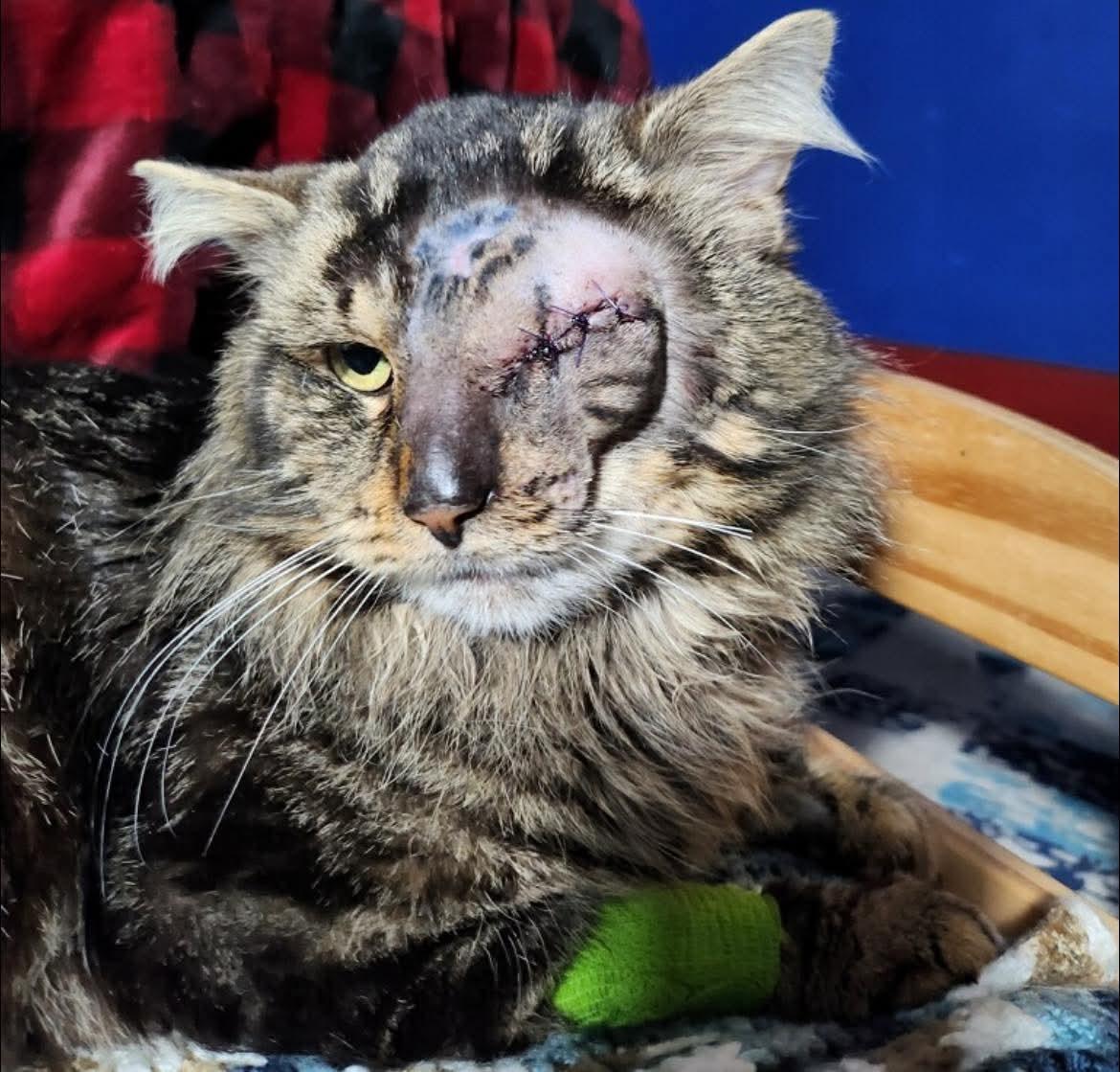 Timofee, an adopted Domestic Medium Hair in Toledo, OH image 3/3