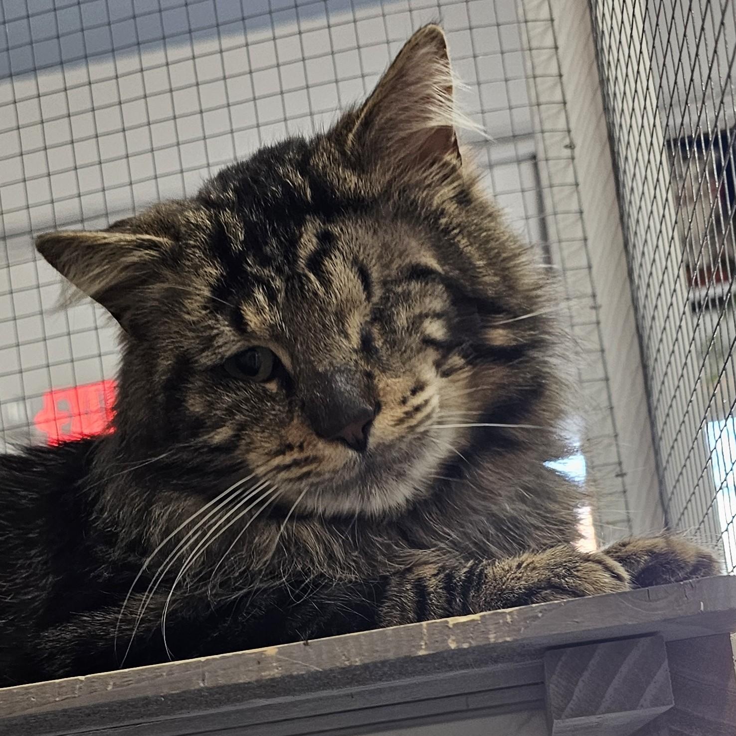 Timofee, an adopted Domestic Medium Hair in Toledo, OH image 2/3