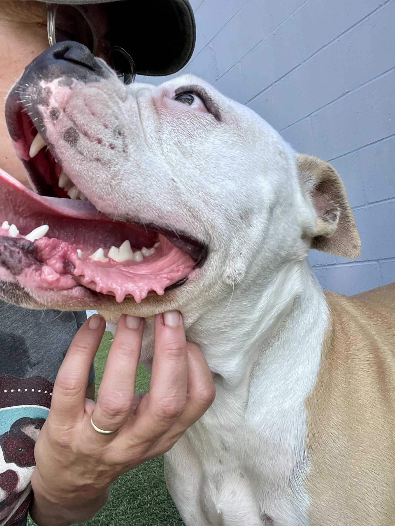 Daisy **Courtesy Post. Out of town pet. See below for details**