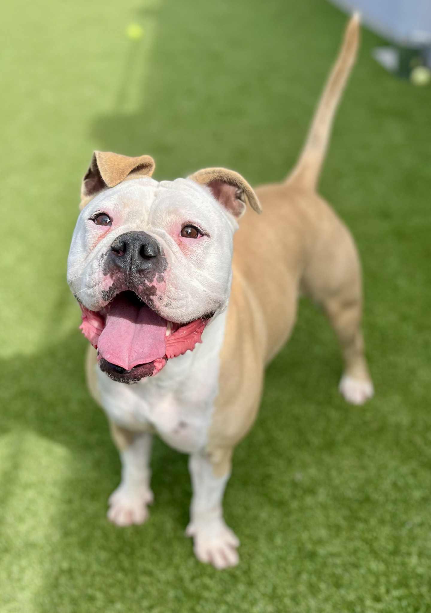 Daisy **Courtesy Post. Out of town pet. See below for details**